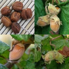 3 YAŞ TÜPLÜ GİRESUN KARASI FINDIK FİDANI