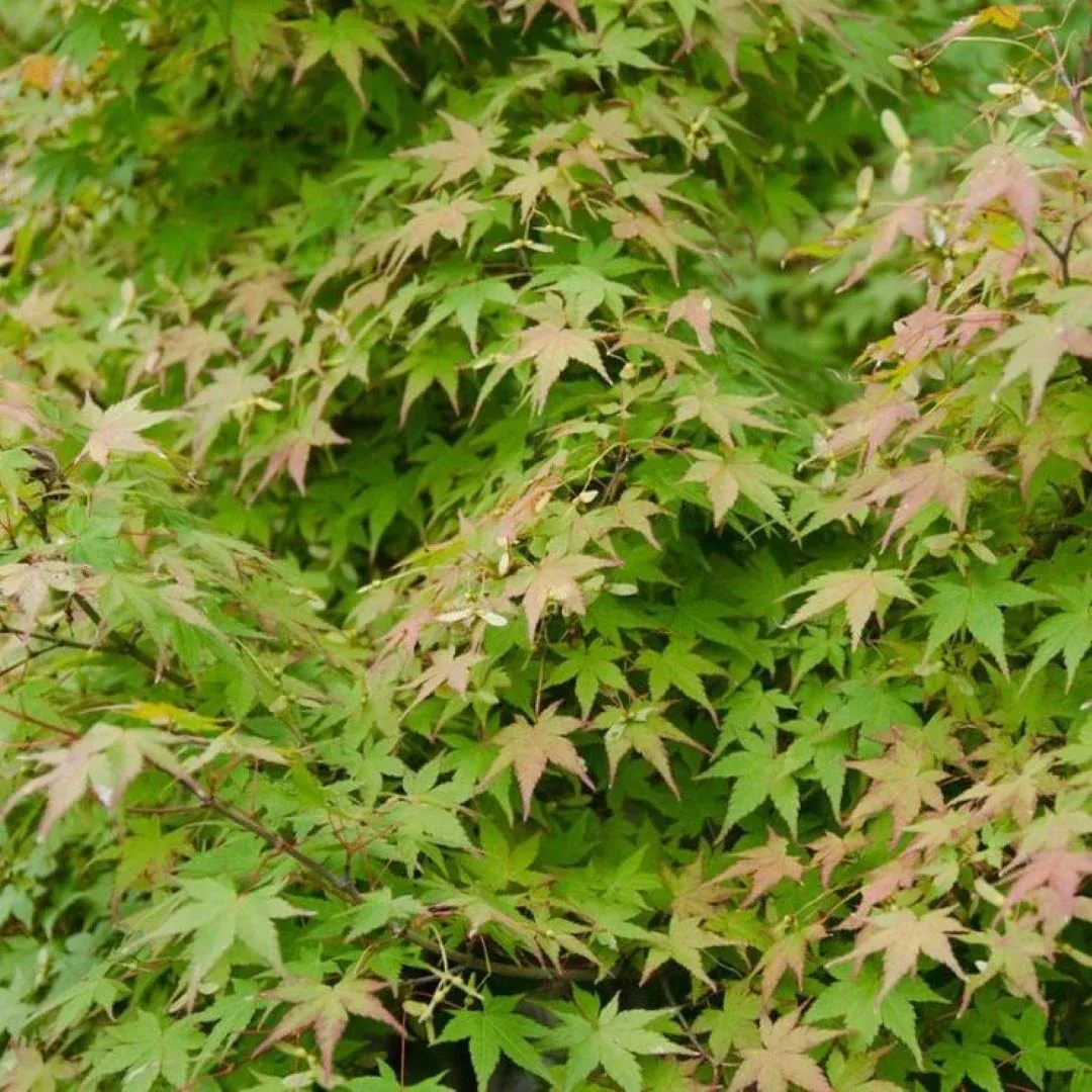 PALMATUM YEŞİL YAPRAKLI JAPON AKÇAAĞAÇ FİDANI