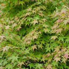 PALMATUM YEŞİL YAPRAKLI JAPON AKÇAAĞAÇ FİDANI