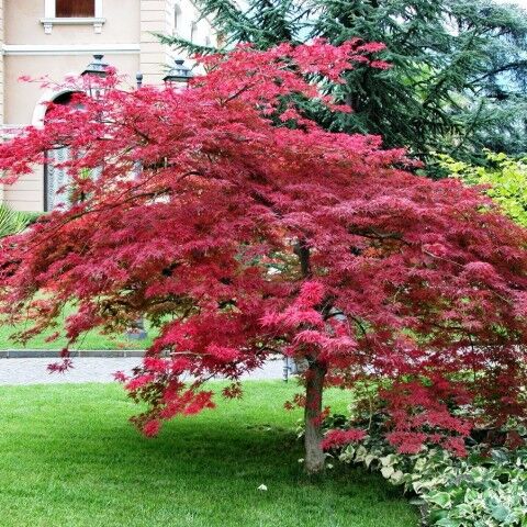 PALMATUM ATROPURPUREUM KIRMIZI YAPRAKLI JAPON AKÇAAĞAÇ FİDANI