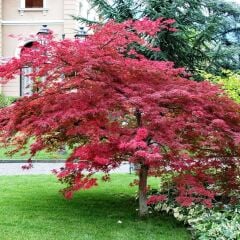 PALMATUM ATROPURPUREUM KIRMIZI YAPRAKLI JAPON AKÇAAĞAÇ FİDANI