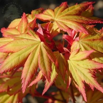 PALMATUM ORANGE DREAM JAPON AKÇAAĞAÇ FİDANI