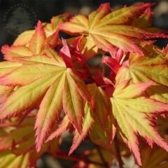 PALMATUM ORANGE DREAM JAPON AKÇAAĞAÇ FİDANI