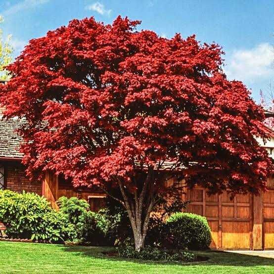 PALMATUM ROYAL GARNET KIRMIZI YAPRAKLI JAPON AKÇAAĞAÇ FİDANI