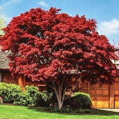 PALMATUM ROYAL GARNET KIRMIZI YAPRAKLI JAPON AKÇAAĞAÇ FİDANI