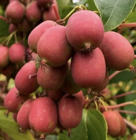 ANANASNAYA MİNİ KİVİ FİDANI