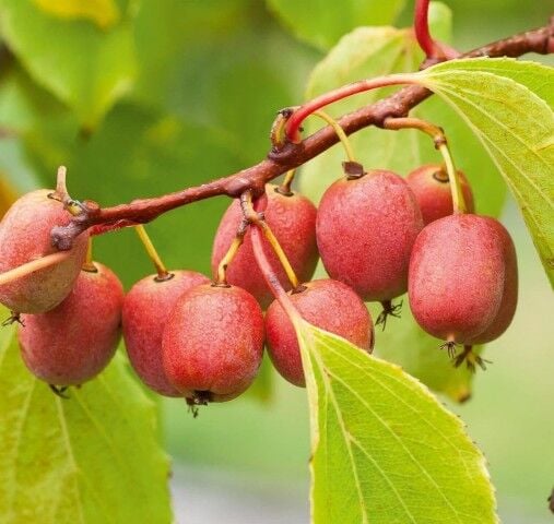 KEN'S RED MİNİ KİVİ FİDANI