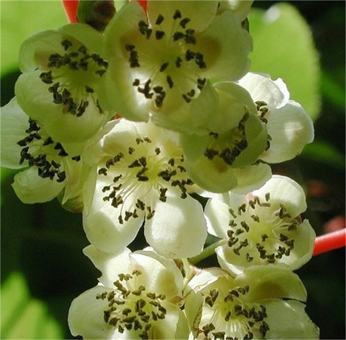 WEİKİ MİNİ KİVİ FİDANI