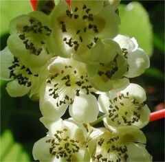 WEİKİ MİNİ KİVİ FİDANI