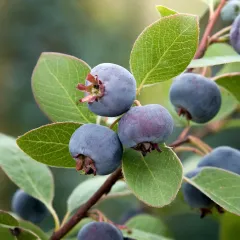 ALNİFOLİA SMOKEY SASKATOON BERRY FİDANI