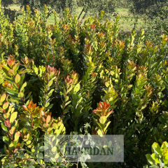 Kocayemiş (Dağ Çileği) Fidanı - 3 Yaş - Verime Hazır