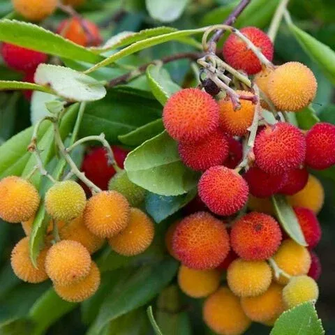 KOCAYEMİŞ DAĞ ÇİLEĞİ FİDANI