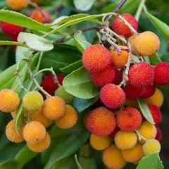 Kocayemiş - Dağ Çileği Fidanı