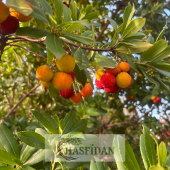 Kocayemiş - Dağ Çileği Fidanı