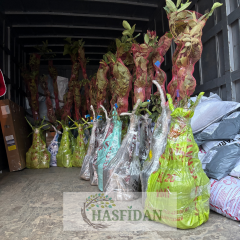 Kocayemiş (Dağ Çileği) Fidanı - 3 Yaş - Verime Hazır