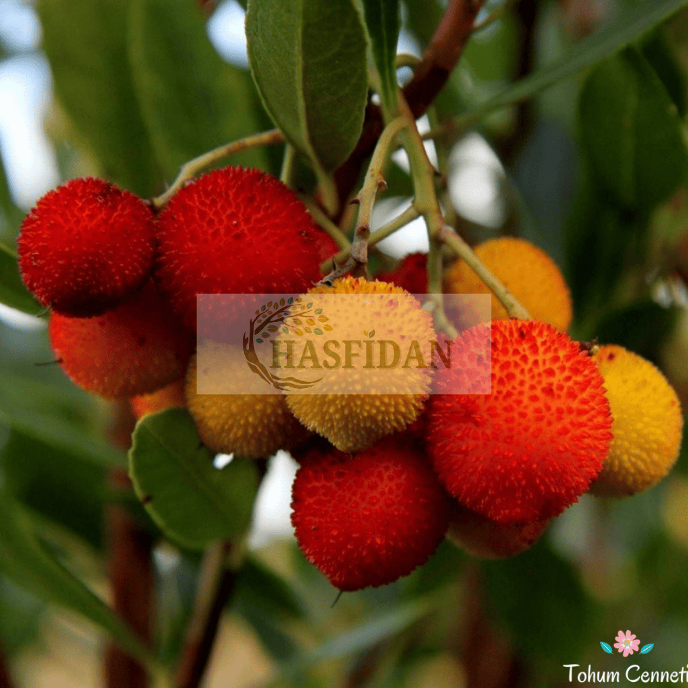 Kocayemiş (Dağ Çileği) Fidanı - 3 Yaş - Verime Hazır