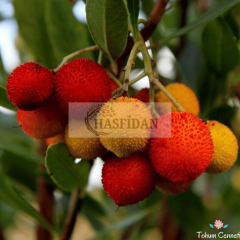 Kocayemiş (Dağ Çileği) Fidanı - 3 Yaş - Verime Hazır