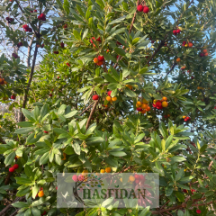 Kocayemiş - Dağ Çileği Fidanı