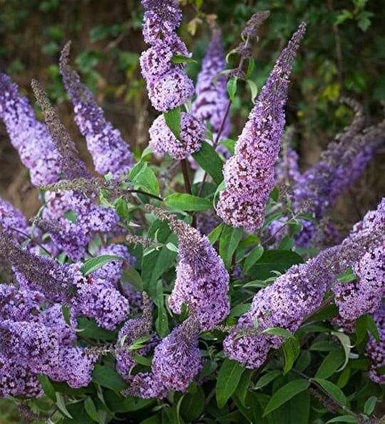 LİTTLE PURPLE KELEBEK ÇALISI FİDANI