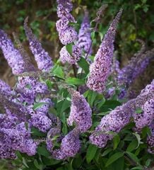 LİTTLE PURPLE KELEBEK ÇALISI FİDANI