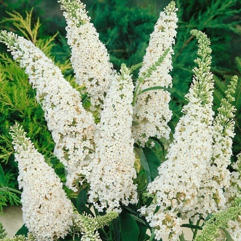 LİTTLE WHİTE KELEBEK ÇALISI FİDANI