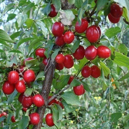 KIZILCIK AĞACI FİDANI