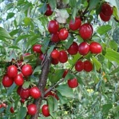 KIZILCIK AĞACI FİDANI