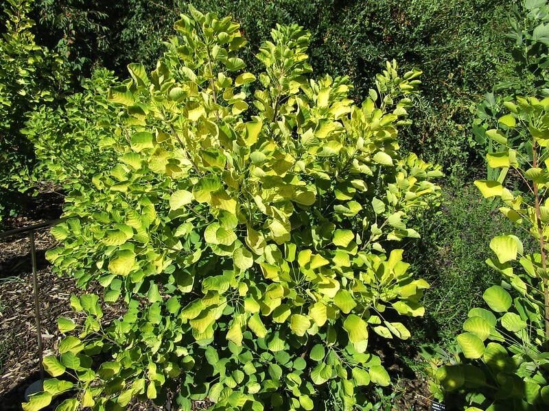 GOLDEN SPİRİT BULUT AĞACI FİDANI