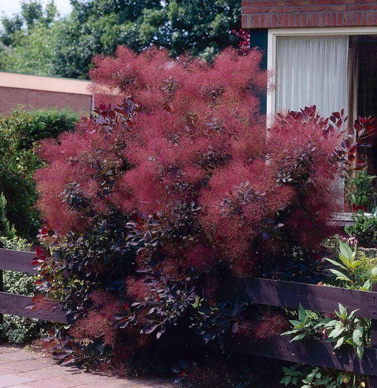 ROYAL PURPLE BULUT AĞACI FİDANI