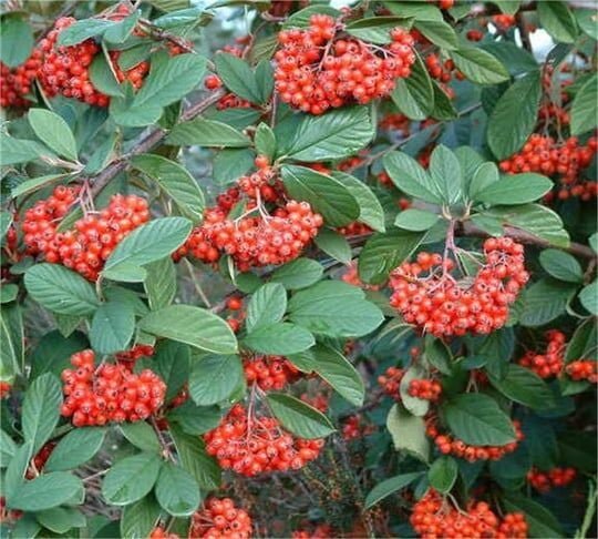 CONSPİCUUS COTONEASTER DAĞ MUŞMULASI FİDANI