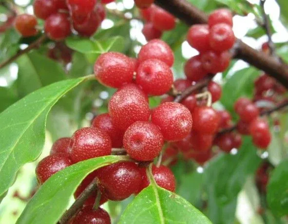 BRİLLİANT GÜZ YEMİŞİ FİDANI