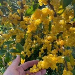 FORTUNELLA GÜZ YEMİŞİ FİDANI