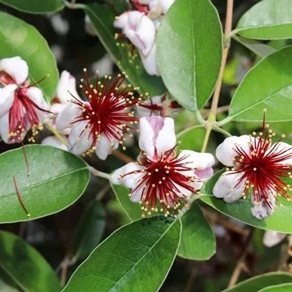 FEİJOA KAYMAK AĞACI FİDANI