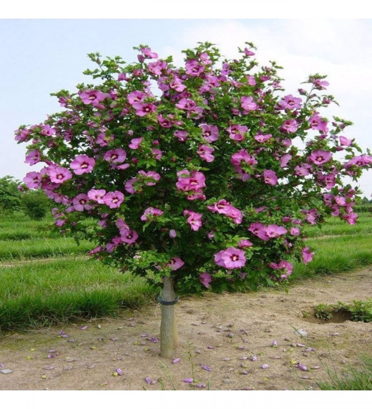 FLOGİ HATMİ FİDANI