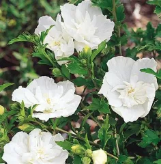FLOWER TOWER WHİTE HATMİ FİDANI