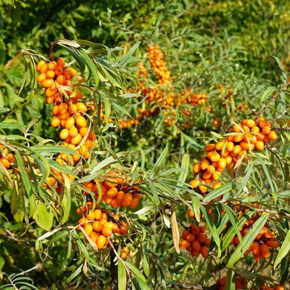 JÜLİET YALANCI İĞDE FİDANI