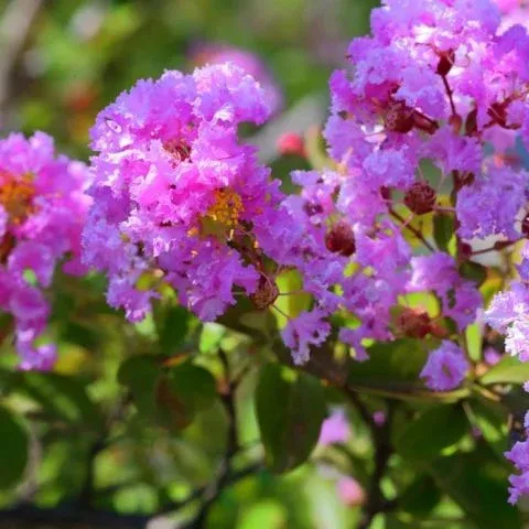PURELY PURPLE MOR ÇİÇEK KIRMIZI YAPRAK OYA AĞACI FİDANI