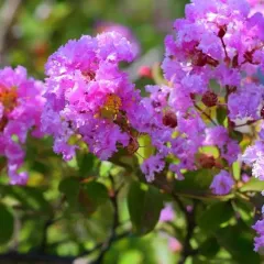 PURELY PURPLE MOR ÇİÇEK KIRMIZI YAPRAK OYA AĞACI FİDANI