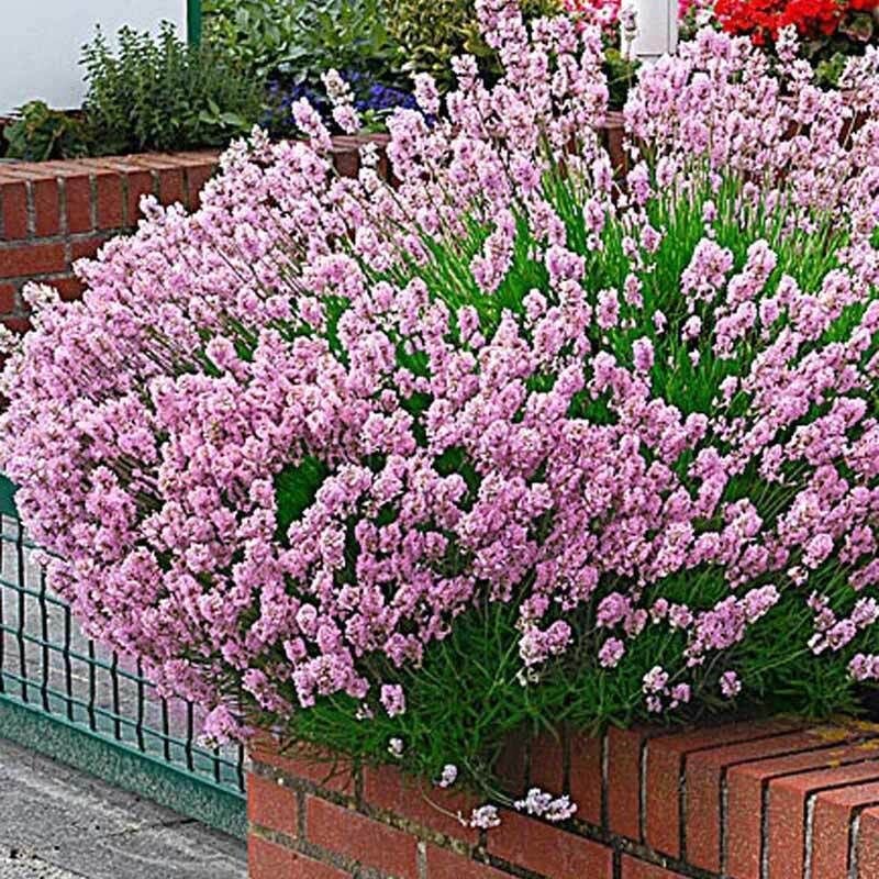 ROSEA PEMBE ÇİÇEK LAVANTA FİDANI