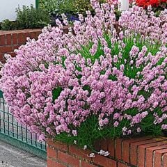 ROSEA PEMBE ÇİÇEK LAVANTA FİDANI