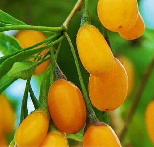 AMBER SWEET SARI MEYVE GOJİBERRY FİDANI