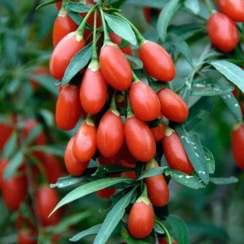 İNSTANT SUCCES KIRMIZI MEYVE MEYVE GOJİBERRY FİDANI