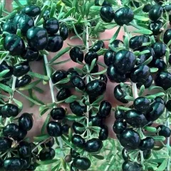 MURR SİYAH MEYVE GOJİBERRY FİDANI