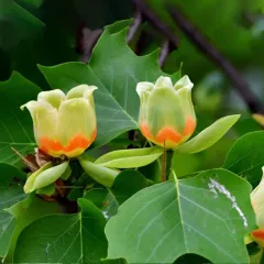 TULİPİFERA LALE AĞACI FİDANI