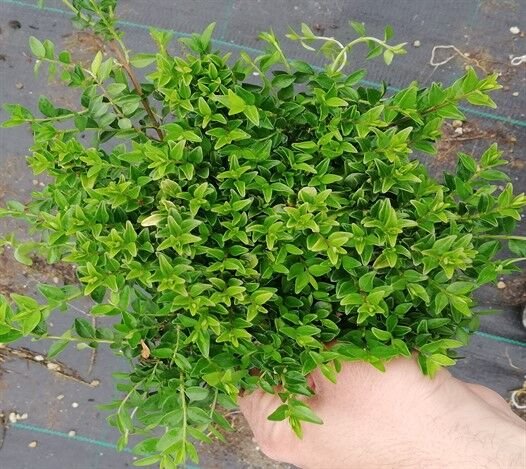 GREEN BREEZE PBR ÇALI HANIMELİ FİDANI