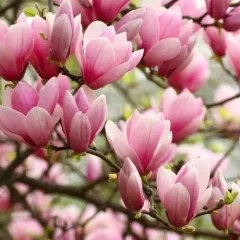 STELLATA ROSEA PEMBE ÇİÇEK MANOLYA AĞACI FİDANI