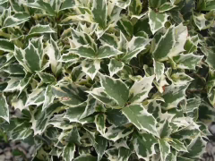 PURPUREUS OSMANTUS FİDANI