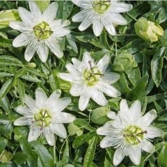 CAERULEA CONSTANCE ELLİOT BEYAZ ÇİÇEK ÇARKIFELEK FİDANI