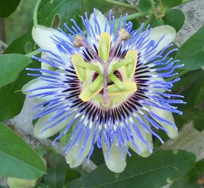 CAERULEA MAVİ ÇİÇEK ÇARKIFELEK FİDANI