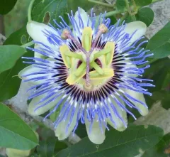 CAERULEA MAVİ ÇİÇEK ÇARKIFELEK FİDANI